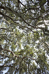 Image showing Mysterious Spanish Moss