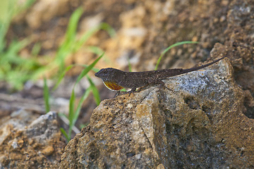 Image showing lizard male mating season