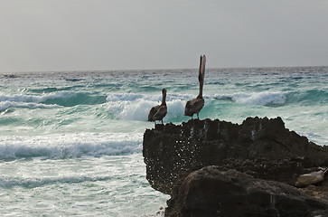 Image showing Caribbean sea. Pelicans sitting on a rock 