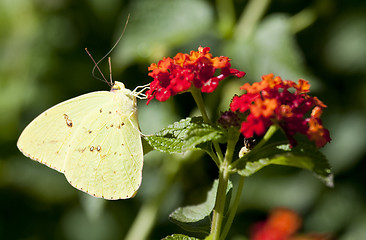 Image showing Gonepteryx rhamni