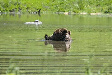 Image showing Black bear is swimming in a pond