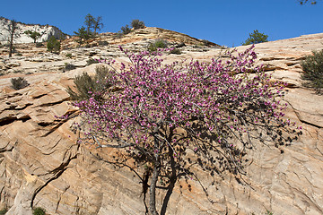 Image showing Mountains of Arizona