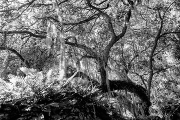 Image showing Mysterious Spanish Moss