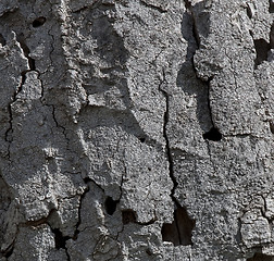 Image showing Natural distressed bark of tree trunk