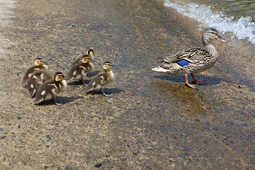 Image showing ??? duck and ducklings