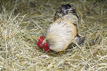 Image showing Rooster