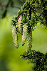 Image showing Pine cones 