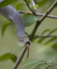 Image showing snake attack
