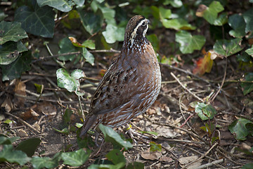 Image showing partridge