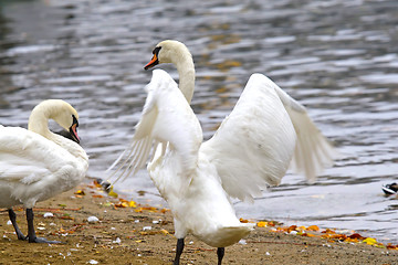 Image showing Swans