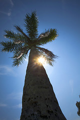 Image showing palm tree 