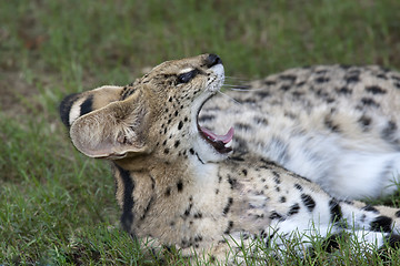 Image showing African Wild Cat