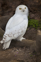 Image showing Snowy Owl