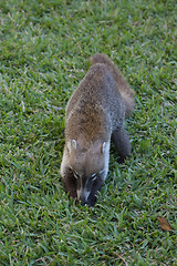 Image showing Cozumel raccoon seaking for food