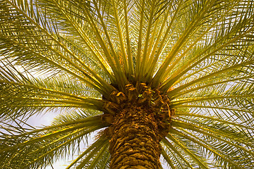 Image showing Palm-tree