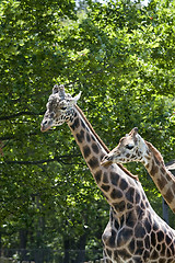 Image showing Giraffes. Mother and son.