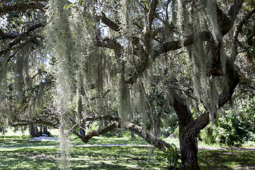 Image showing Mysterious Spanish Moss