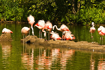 Image showing Flamingos at Lake 
