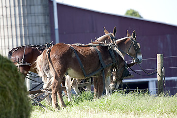 Image showing Mules