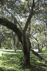 Image showing Mysterious Spanish Moss