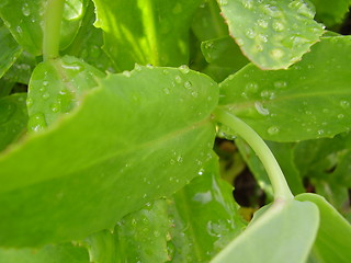 Image showing Raindrop