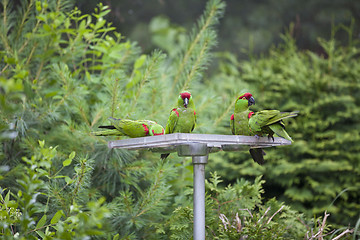 Image showing Thick-biller Parrot