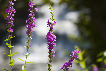 Image showing Beautiful summer flowers on a background of waterfall