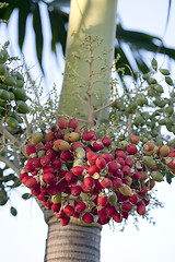Image showing Fruit Dates