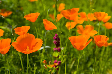 Image showing Poppies