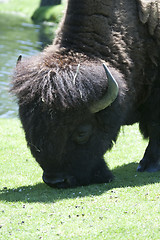 Image showing Bison are eating on a green field