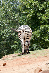 Image showing Zebra's behaind