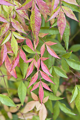 Image showing Bush branch with red leaves on  green background