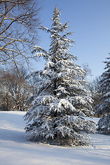 Image showing Central Park, New York. Beautiful park in beautiful city. 