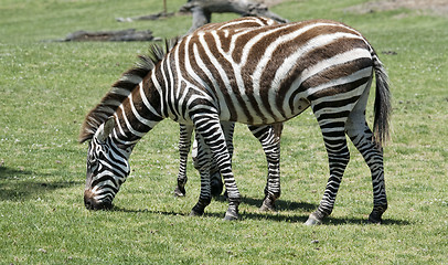 Image showing Zebra eating grass on a green field