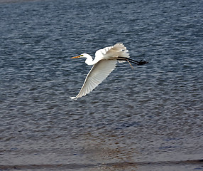 Image showing White Crane