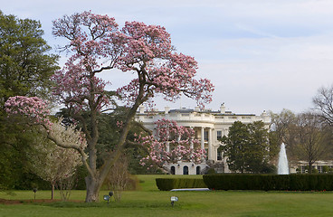 Image showing Magnolia blossom tree in front of White House