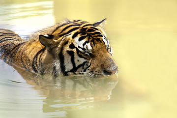 Image showing Tiger