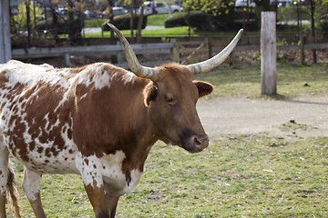 Image showing Cow