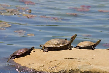 Image showing turtle on lake