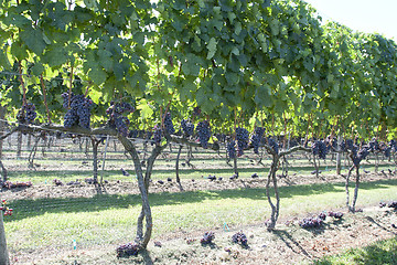 Image showing Vineyard