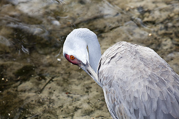 Image showing Redheaded crane 