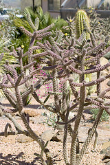Image showing  Cactus blossom 