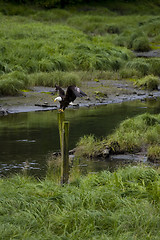 Image showing American bald eagle 