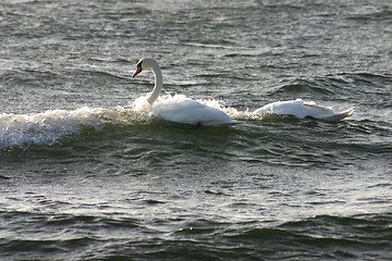 Image showing swan