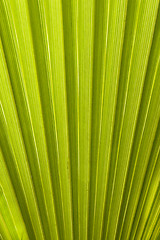 Image showing Texture of palm leaves in natural light