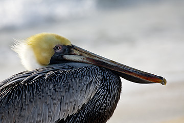 Image showing Pelican is walking on a shore