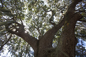 Image showing Mysterious Spanish Moss