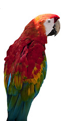 Image showing Red Macaw Parrot 