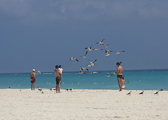 Image showing Flock of seagulls on beach 