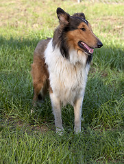 Image showing 
Rough collie - Scottish shepherd